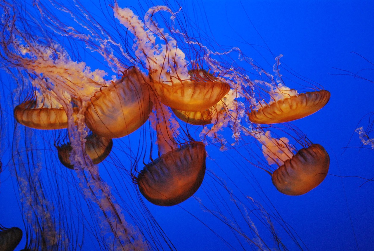 Jellyfish Heal Wounds in Minutes—Scientists Think Their Secret Could Transform Medicine